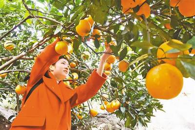柑橘丰产 助农增收