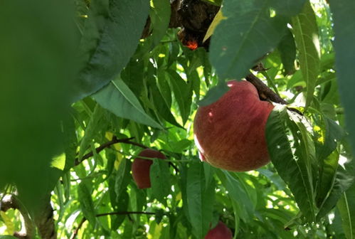 安顺普定 打造精品水果种植示范推广基地 助力群众脱贫致富